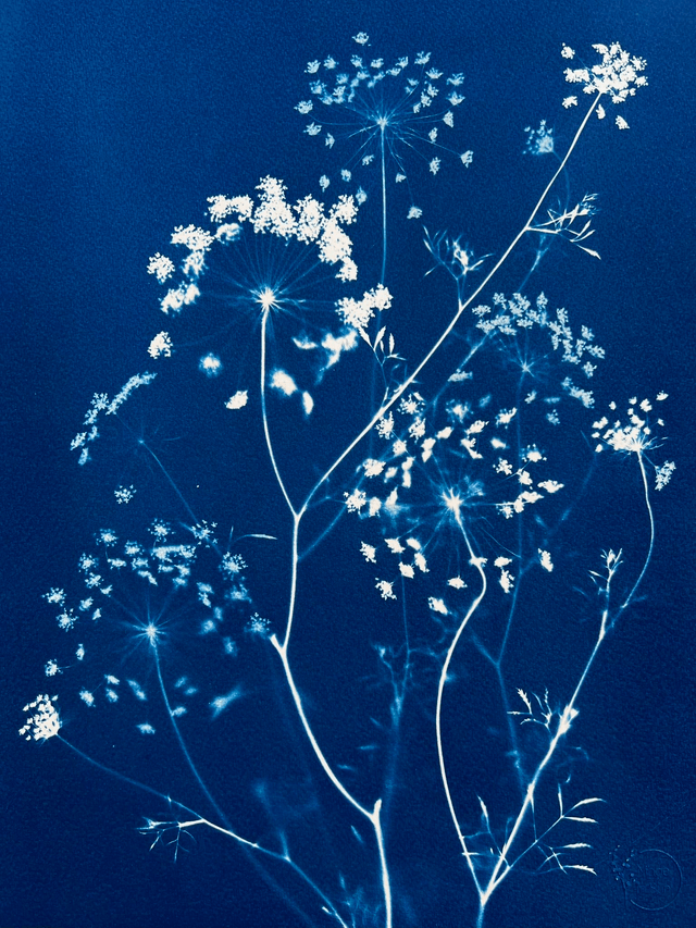 "Ombelles" Cyanotype original