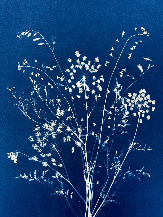 "Balade lumineuse" Cyanotype original