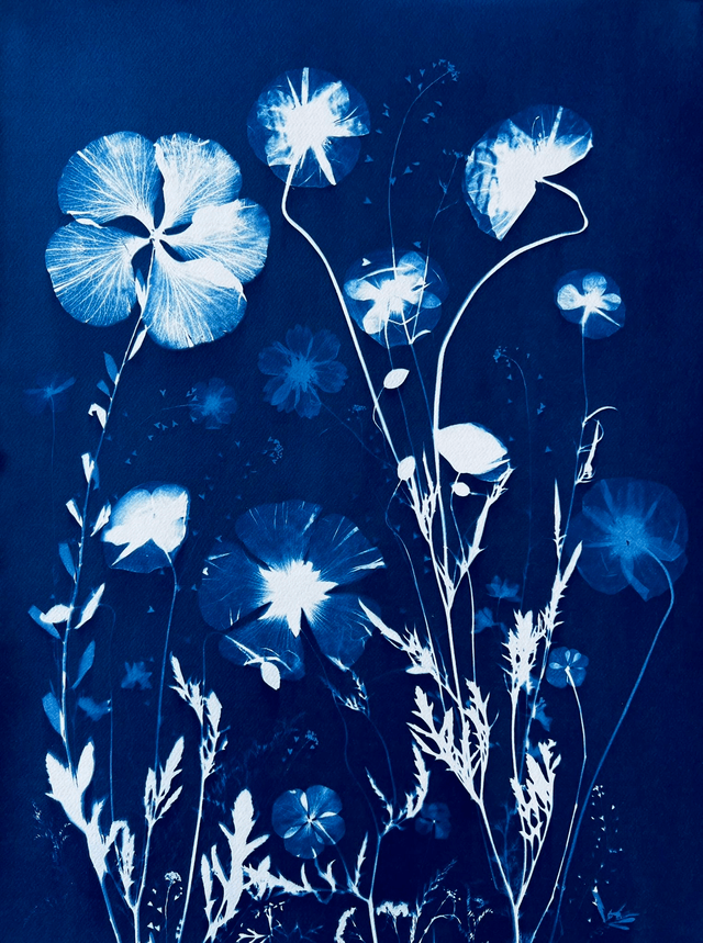 "Songe d'un jour d'été" Cyanotype original