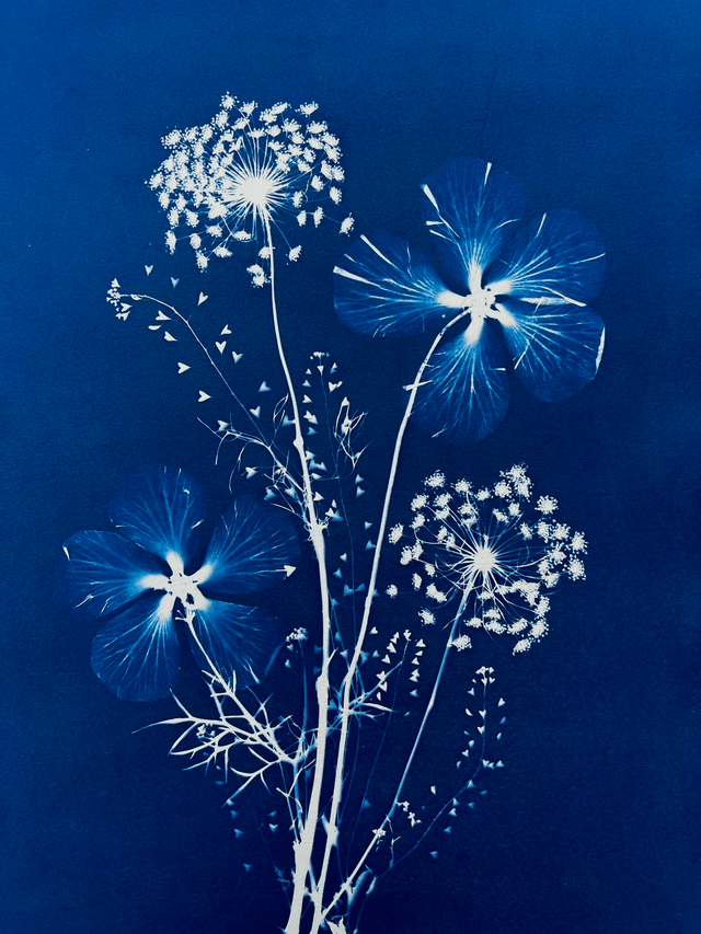 "Poésie végétale" Cyanotype original
