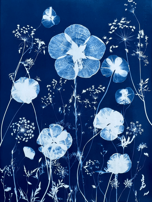"Un éden bleu" Cyanotype original 