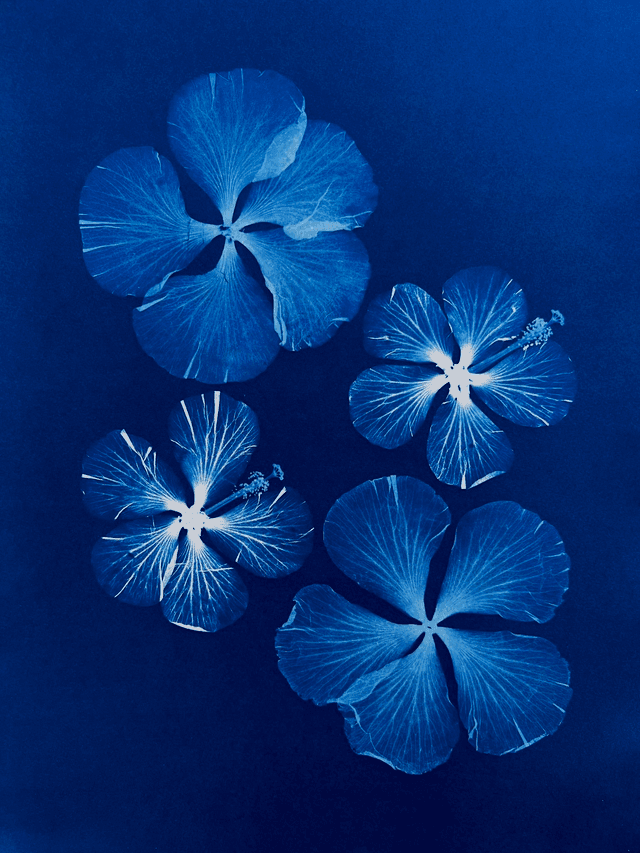 &quot;Symphonie d&#039;hibiscus&quot; Cyanotype original